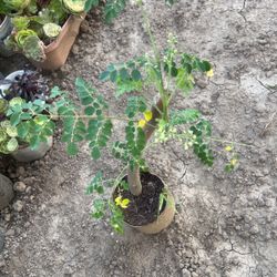 Moringa/malunggay Plants