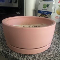 Plant Pot