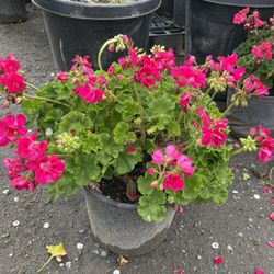 Pink Geraniums 