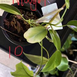 Philodendron Mayoi