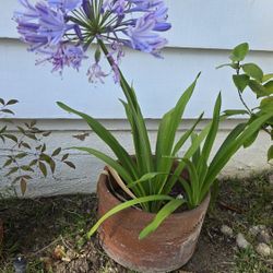Lily of the Nile Plant - Lavender