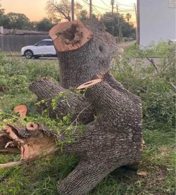 Tree arboles