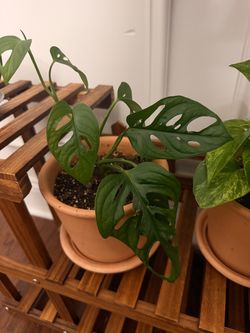 Small pothos