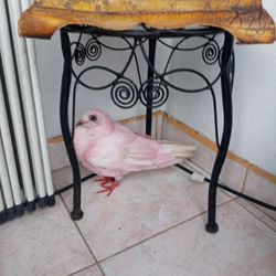 Pink Pigeon