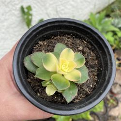 4 Inch Pot Succulent plant - Aeonium Kiwi - rooted ready to be planted. 