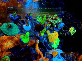 Saltwater Reef Fish Tank Fake Decorations Space Invader Torches Etc For Sale