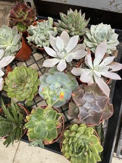 Succulents