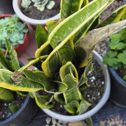 Snake Plants