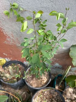 Arbol de guamuchel