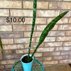 Sansevieria (Mother In Law (Tongue/Snake) Plant