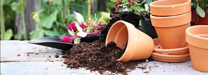 Plant Pots
