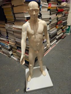 Acupuncture Male Model Figure - 3B Scientific - Made in Germany