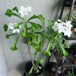 Bridal Bouquet Plant 