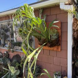 Large Double Staghorn Fern Ready To Hang