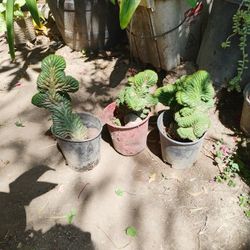 Cactus $30 Each