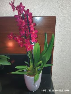 Live Red Orchid Plant