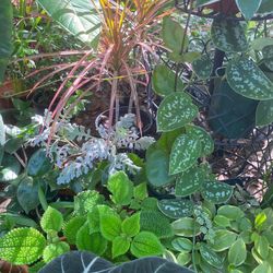 VARIETY OF PLANTS 🌱 