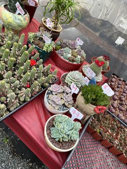 Mother's Day Arrangements Ready At 11:1 succulents Nursery In Whittier for  Sale in Whittier, CA - OfferUp