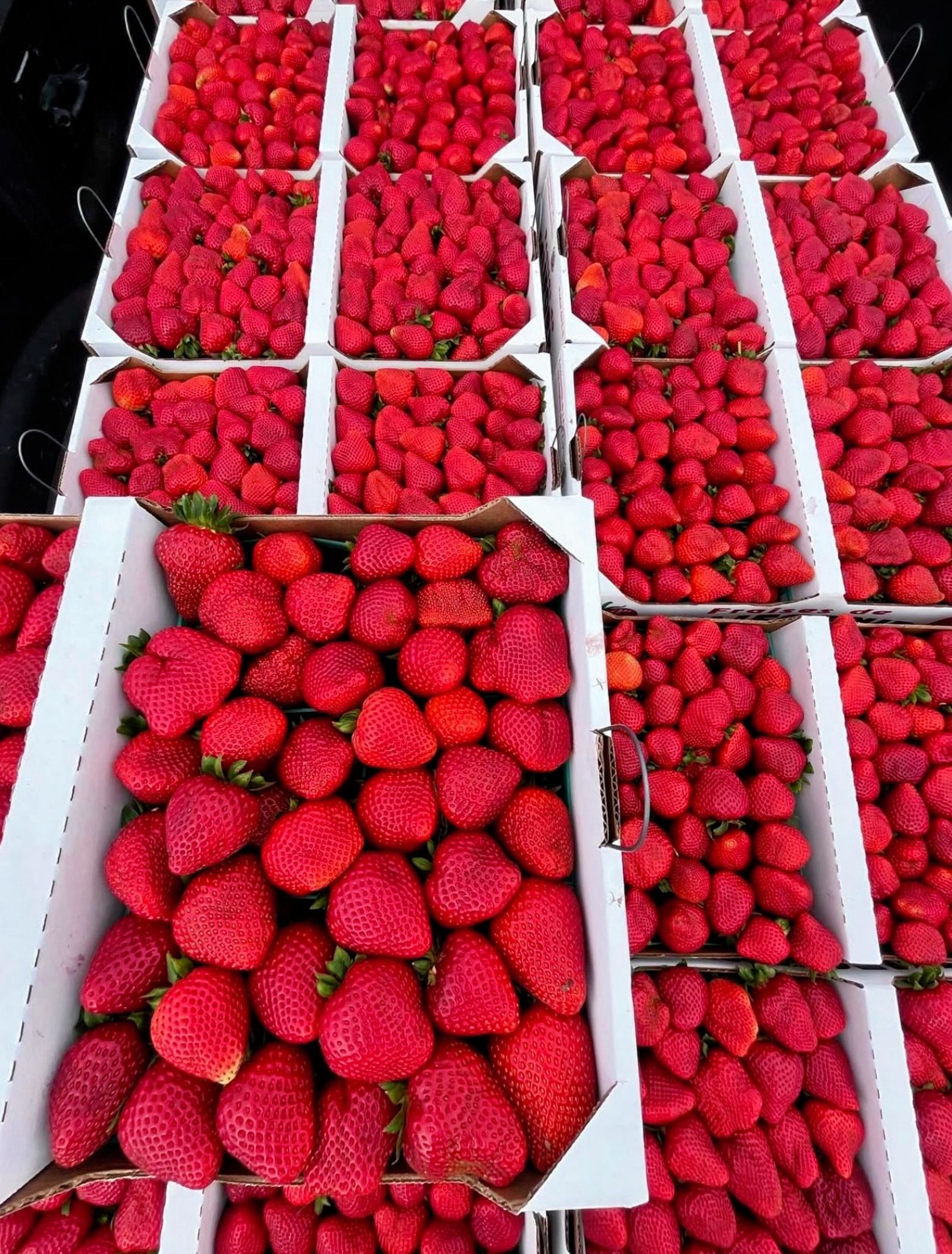 Fresh Strawberries