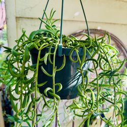 STRING OF BANANAS HANGING PLANT- Very Easy To grow 