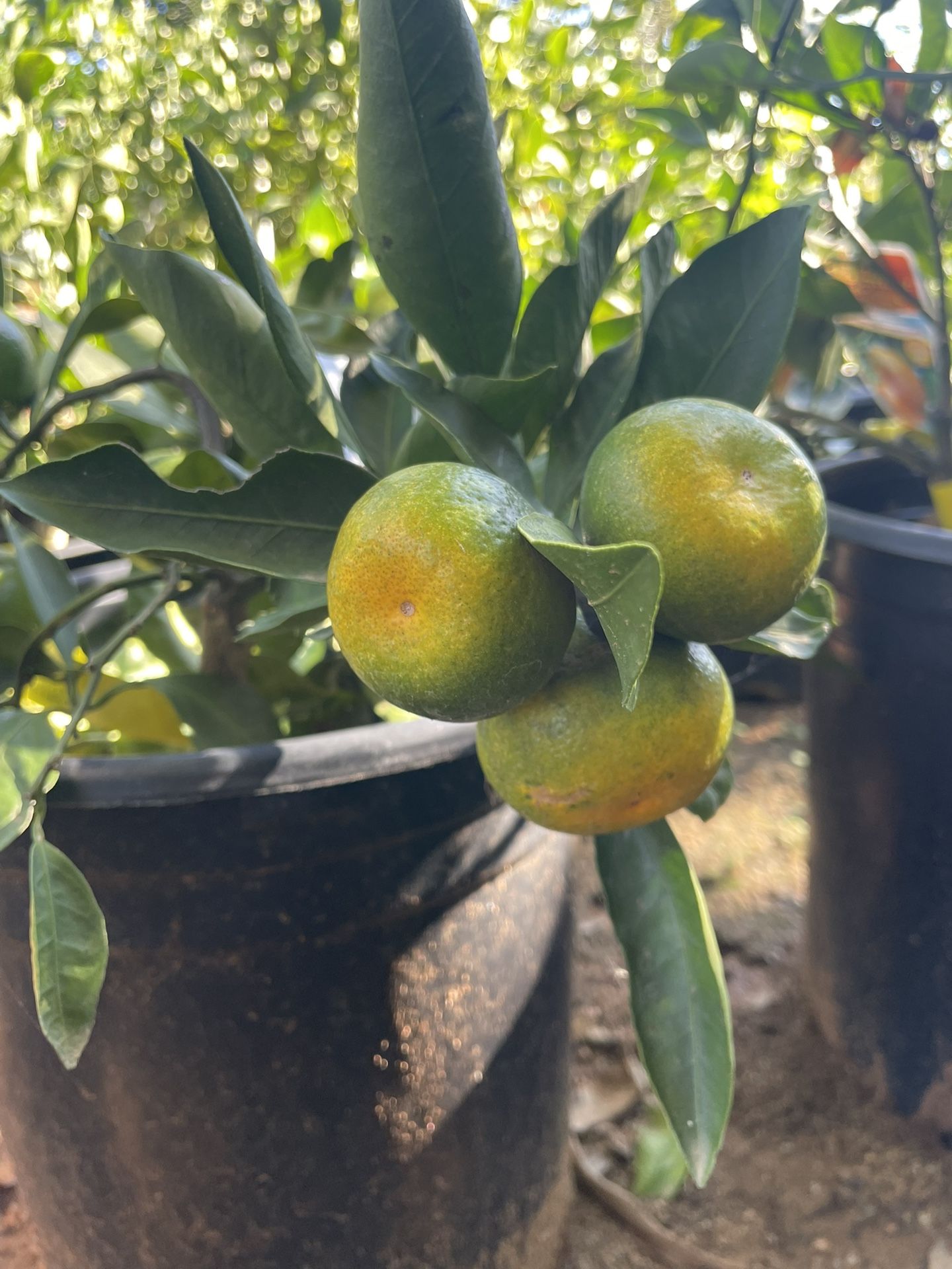 5 Gallon Size- Fruiting Age- Tangerine Trees- Lemon Trees - Lime Trees