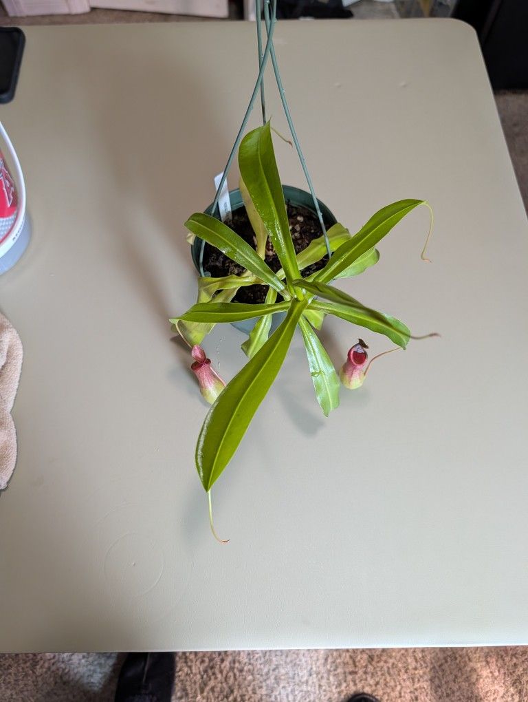 Nepenthes Ventrata Hanging Basket