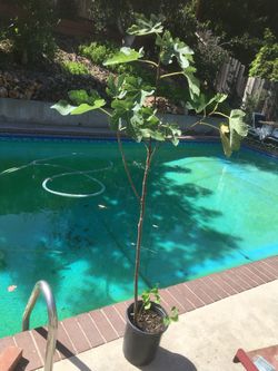$20 fig tree, about 5 ft tall, in 5 gallon