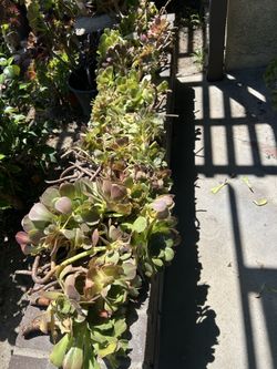 Free Succulents and aloe vera