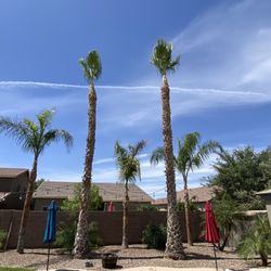 Palm Tree Trimming 