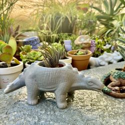 💙🔥 Dino 🦕 Planter W Succulent 🪴 