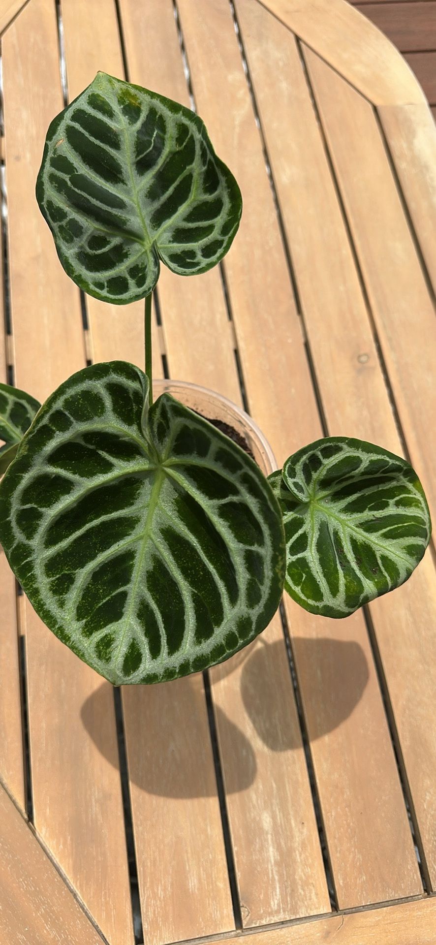Anthurium Doriyaki House Plant