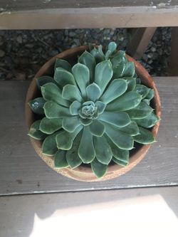6” Succulents