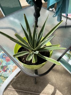 Agave Cactus