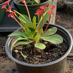 Crown of Thorns, Euphorbia milii, Madagascar Christ Thorn