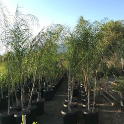 I’m selling queen palms in 15 gallons