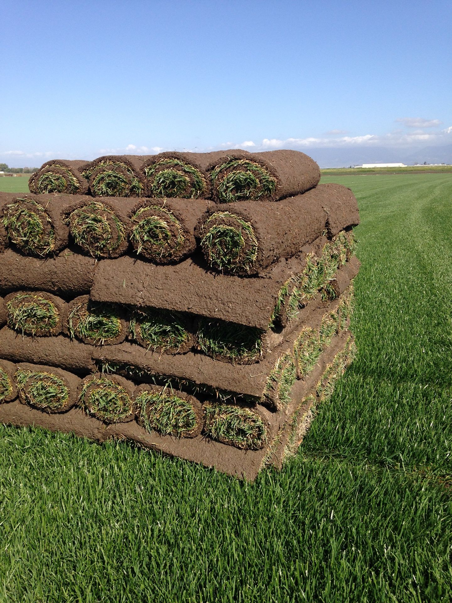 Sod Zacate ST Augustine $1.12/Sqft & tall fescue $0.47 per Sqft