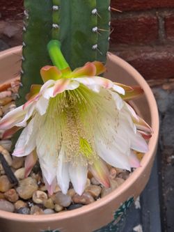 OPEN HOUSE- CACTI & SUCCULENTS