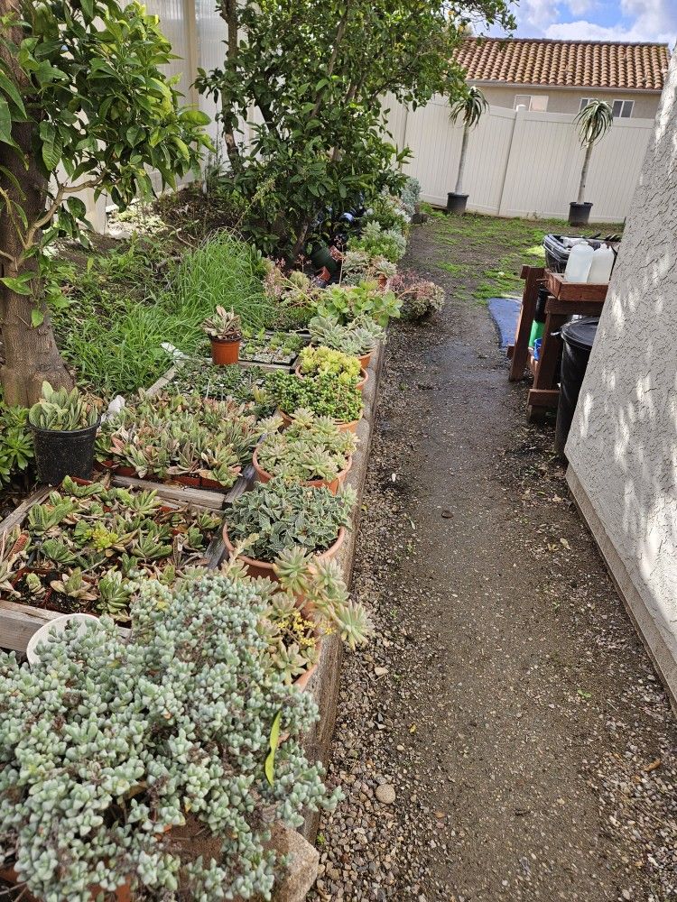 Colorful Succulents In 10 Inch Display Pot For $10