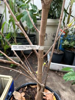 Wax Jambu Thai (green)
