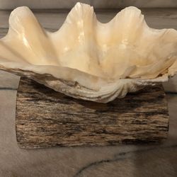 Seashell Key Or Ash Tray