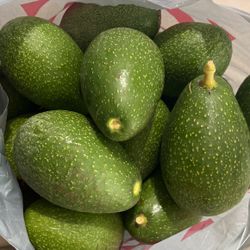 Avocado For Sale