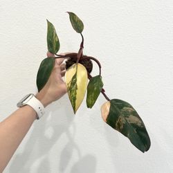 Philodendron Strawberry Shake 