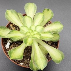 SALE THIS WEEK. PLEASE DM FOR APPT..SKYLINE SUCCULENTS  OF SAN LORENZO 