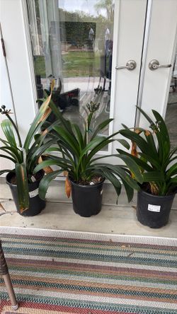 Clivia Plants