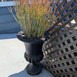 Tall Fire sticks plant With Decorative Urn.