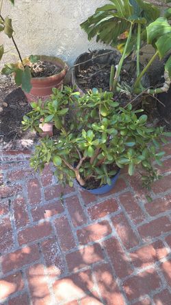 Potted Jade Plant  Succulents