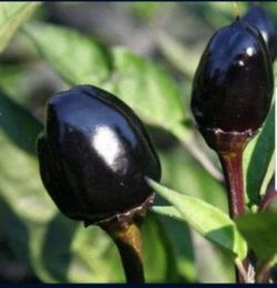 💯 Organic Well Rooted Olive Plant 