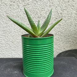 Soap Aloe Vera Plant .