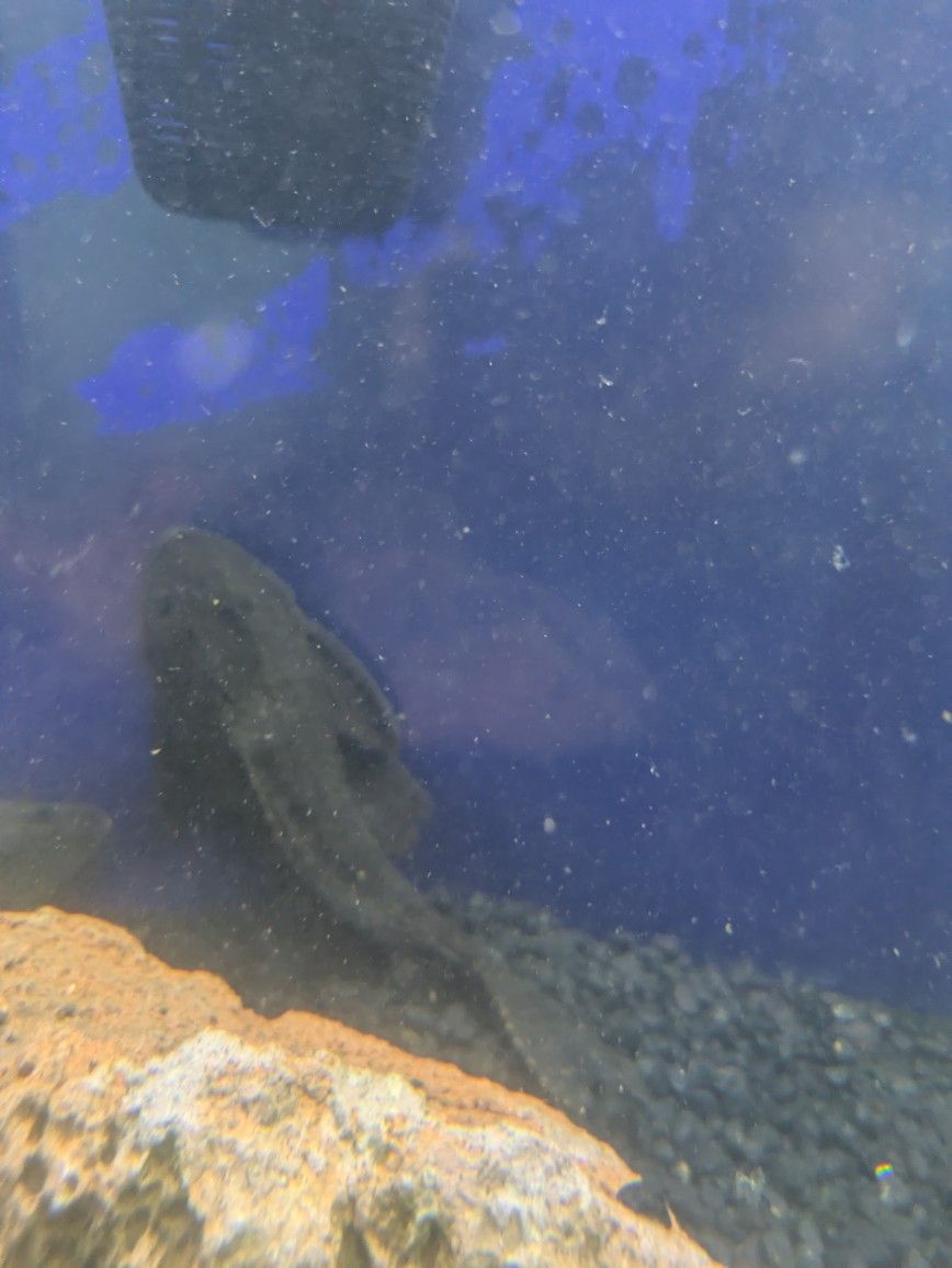 Two Brisell Nose Plecos For Free Freshwater