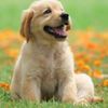 PupsNStuff